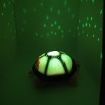 Turtle light projector,led star projector,star music turtle